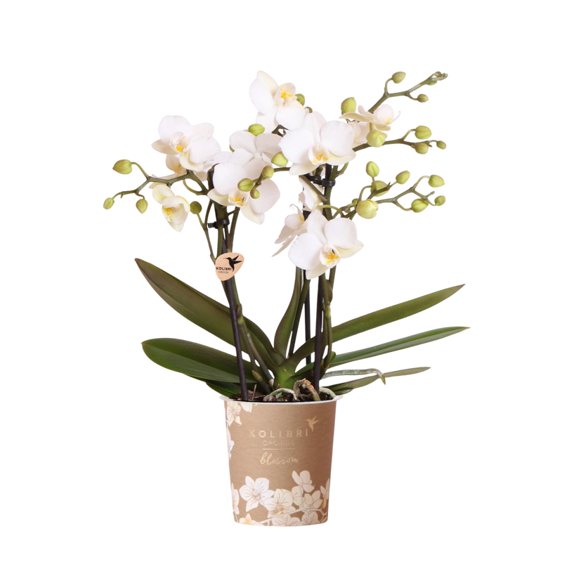 Kolibri Orchids Zürich – Witte Phalaenopsis