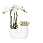 Kolibri Orchids – Witte Amabilis orchidee en succulent in Tube sierpot wit