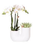 Kolibri Orchids – Witte Amabilis orchidee en succulent in Tube sierpot wit