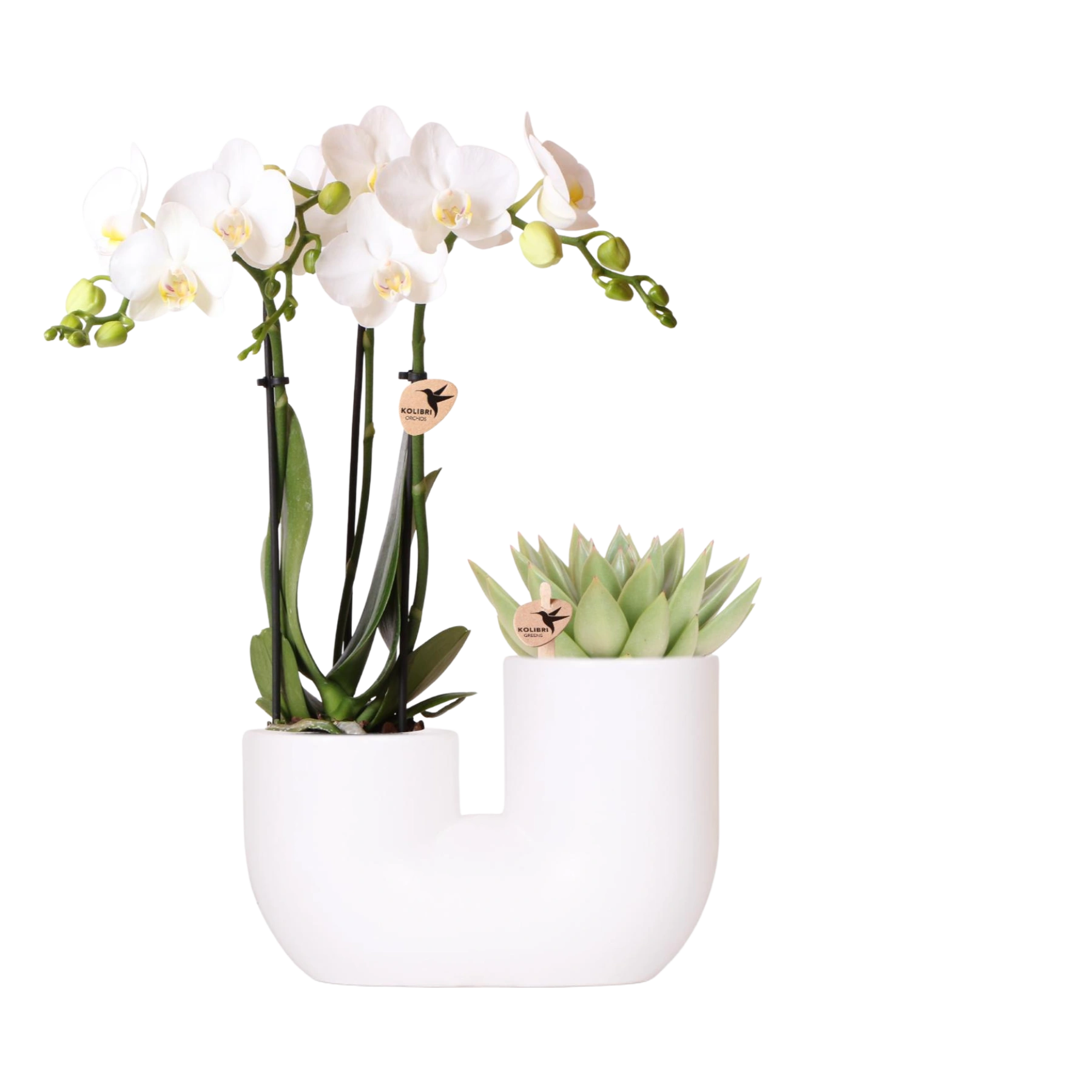 Kolibri Orchids – Witte Amabilis orchidee en succulent in Tube sierpot wit