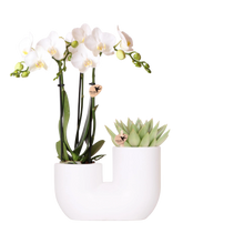 Kolibri Orchids – Witte Amabilis orchidee en succulent in Tube sierpot wit