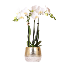 Kolibri Orchids – Witte Phalaenopsis Amabilis in Elite Gold pot