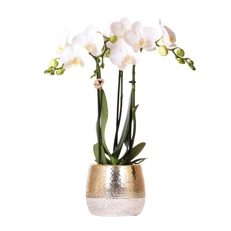 Kolibri Orchids – Witte Phalaenopsis Amabilis in Elite Gold pot
