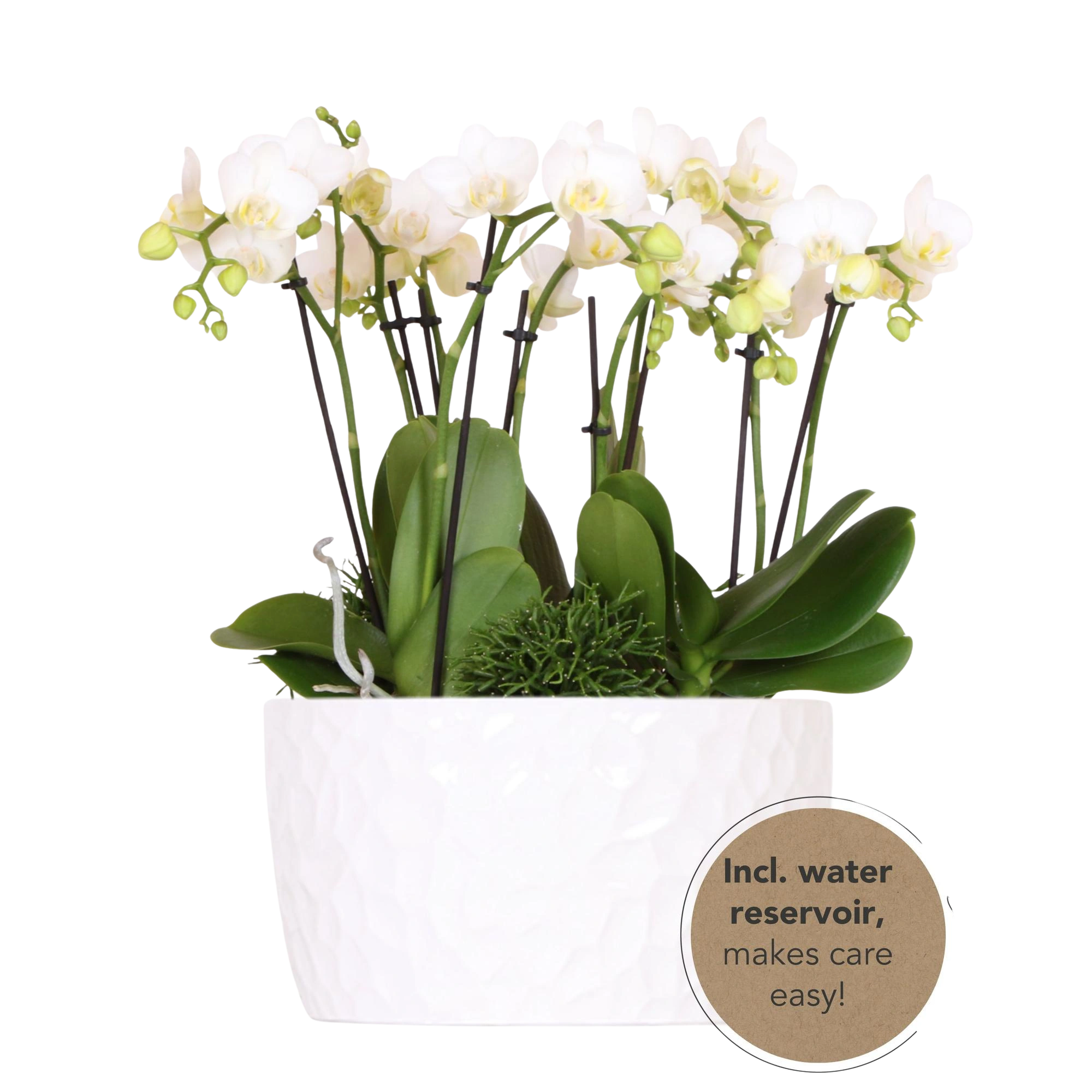Kolibri Orchids – Witte plantenset in Honey Dish met waterreservoir