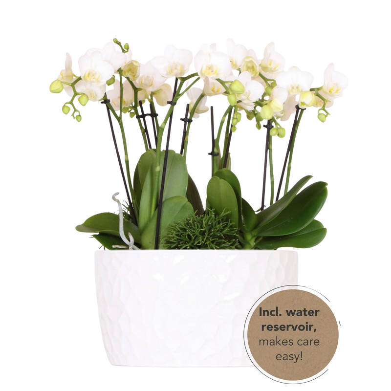 Kolibri Orchids – Witte plantenset in Honey Dish met waterreservoir