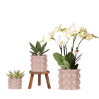 Kolibri Plantenset Cotton Zand – Witte Orchidee Ghent in Keramieken Sierpotten