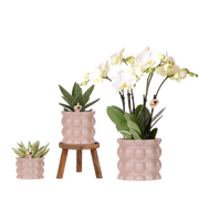 Kolibri Plantenset Cotton Zand – Witte Orchidee Ghent in Keramieken Sierpotten Everspring