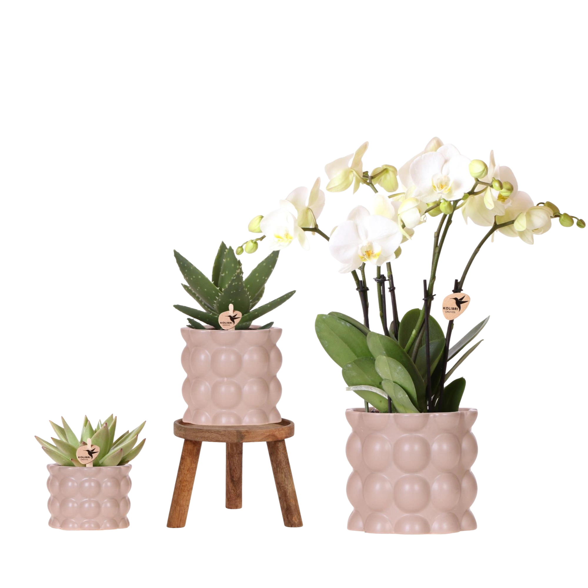 Kolibri Plantenset Cotton Zand – Witte Orchidee Ghent in Keramieken Sierpotten