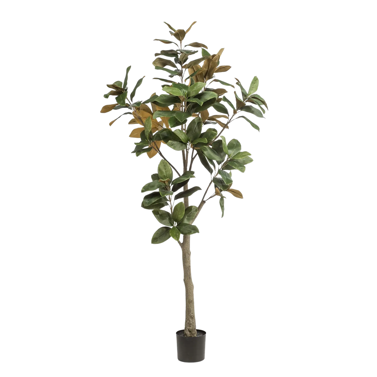 Kunst Magnolia Grandiflora Everspring