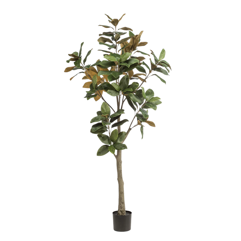 Kunst Magnolia Grandiflora