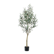 Kunst Olijfboom (Olea europaea) Everspring