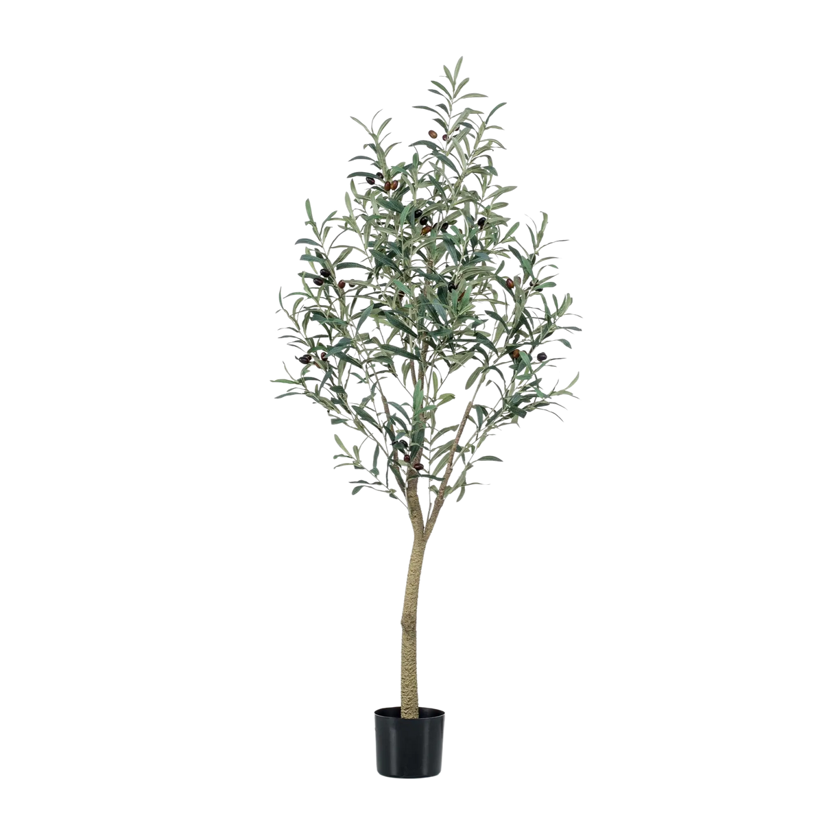 Kunst Olijfboom (Olea europaea) Everspring