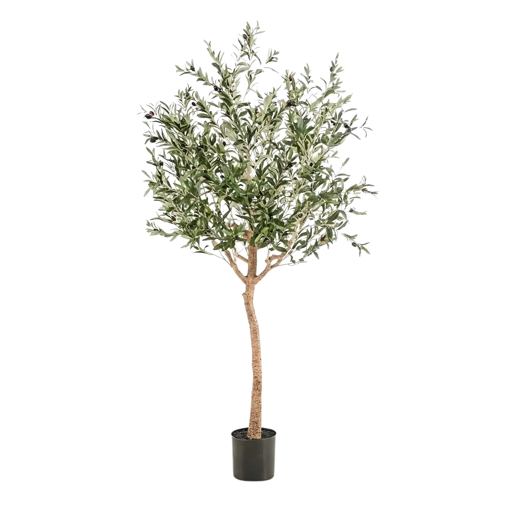 Kunst Olijfboom (Olea europaea) Everspring
