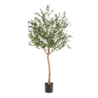 Kunst Olijfboom (Olea europaea) Everspring