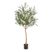 Kunst Olijfboom (Olea europaea) Everspring
