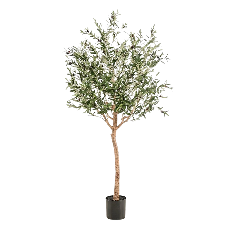 Kunst Olijfboom (Olea europaea)