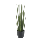 Kunst Sansevieria Cylindrica (Vrouwentong) Everspring