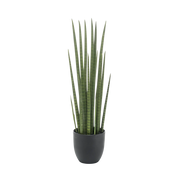 Kunst Sansevieria Cylindrica (Vrouwentong) Everspring