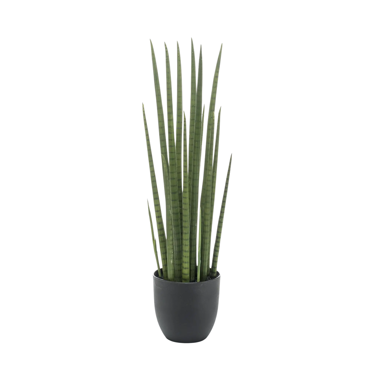 Kunst Sansevieria Cylindrica (Vrouwentong) Everspring