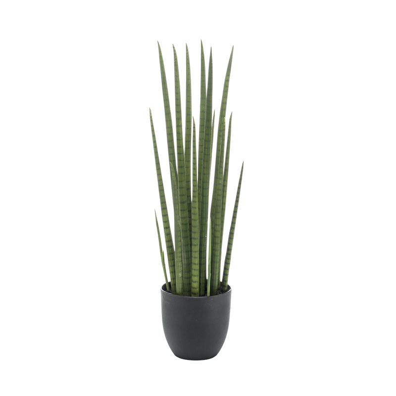 Kunst Sansevieria Cylindrica (Vrouwentong)