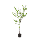 Kunst Tropaeolum Speciosum (Oost-Indische Kers)