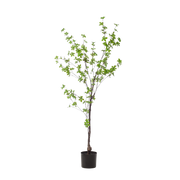 Kunst Tropaeolum Speciosum (Oost-Indische Kers)