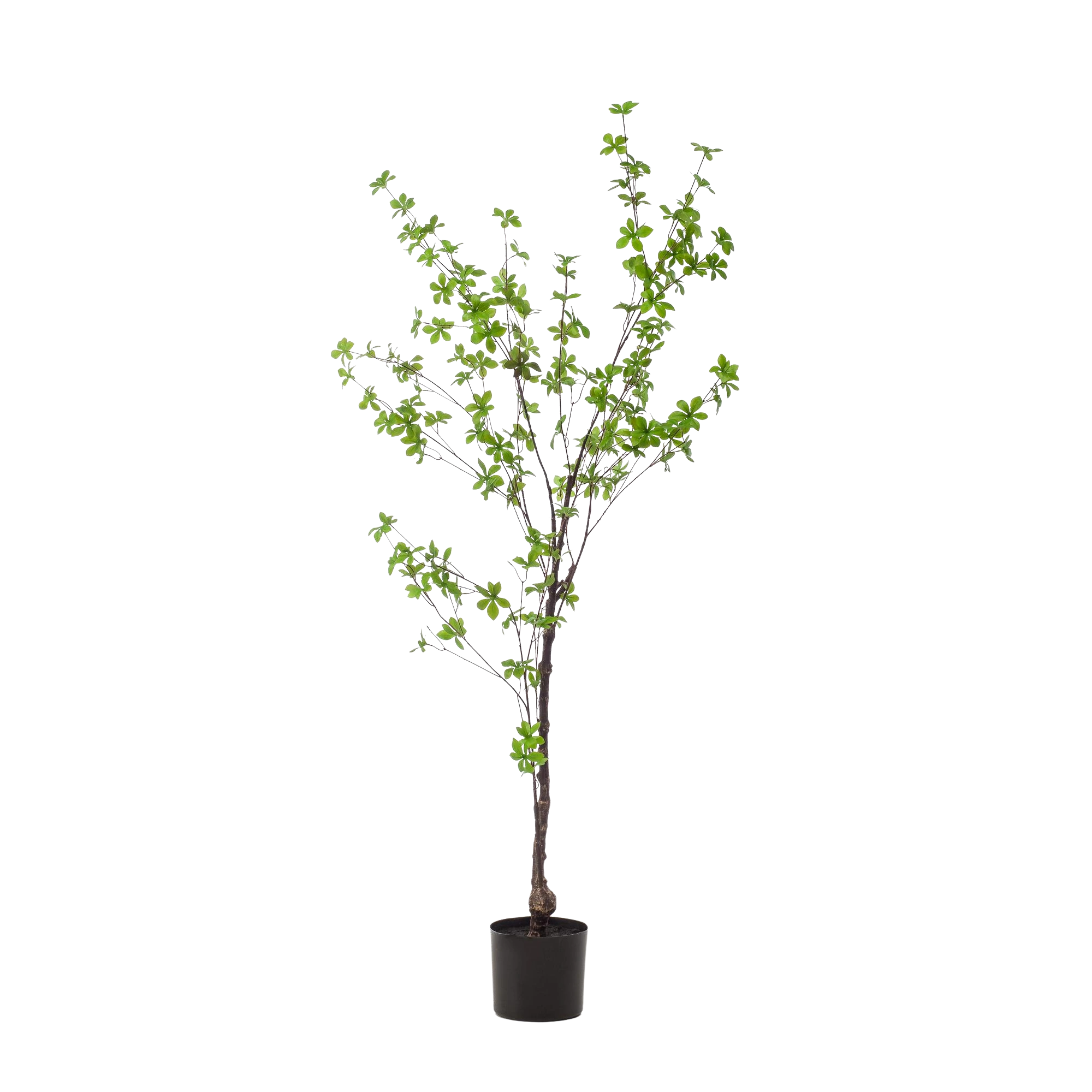 Kunst Tropaeolum Speciosum (Oost-Indische Kers)