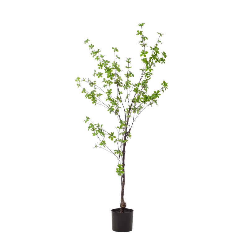 Kunst Tropaeolum Speciosum (Oost-Indische Kers)