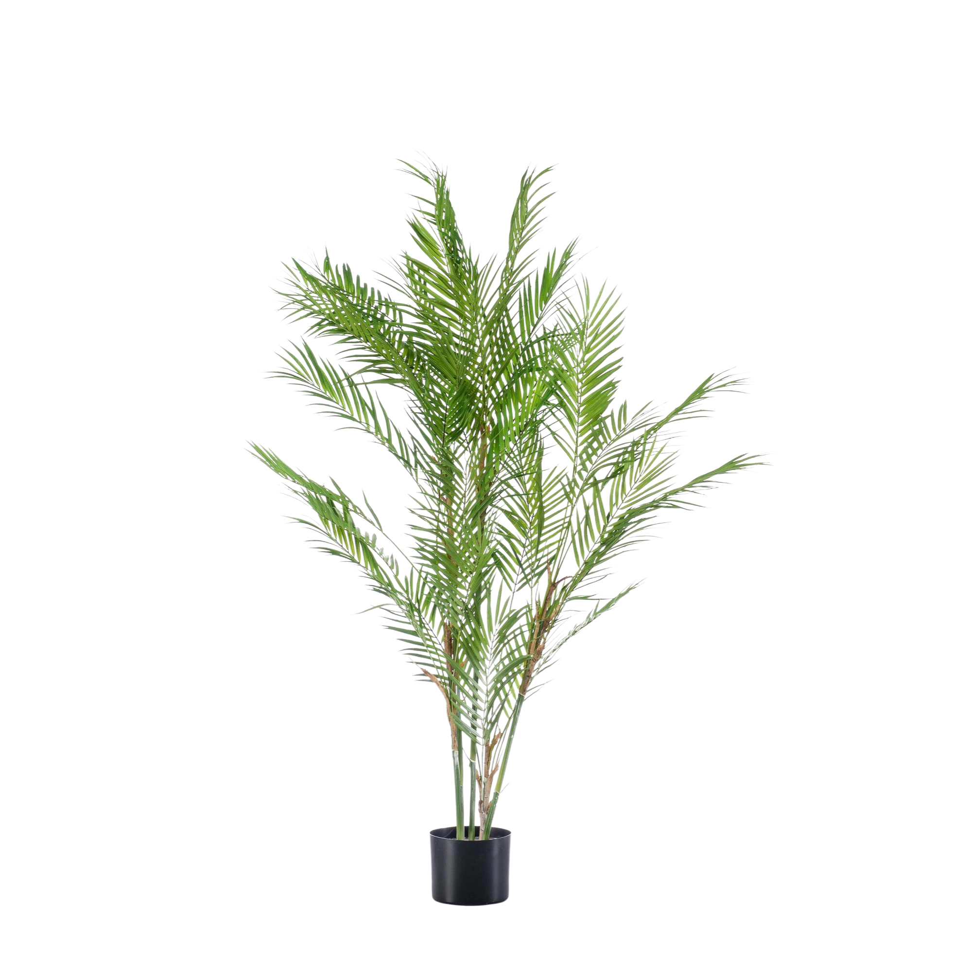 Kunst Tropaeolum Speciosum (Oost-Indische Kers)