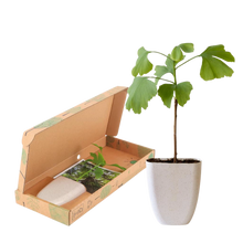 Levensboom - Ginkgo Biloba in Brievenbusdoosje