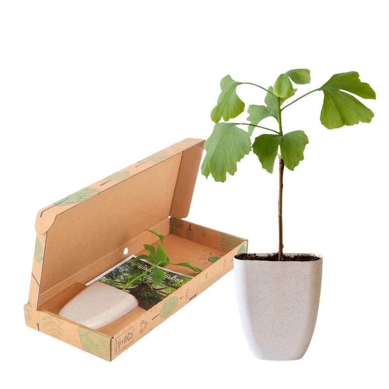 Levensboom - Ginkgo Biloba in Brievenbusdoosje