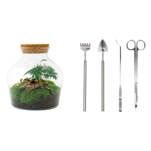 Little Joe Terrarium