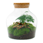 Little Joe Terrarium