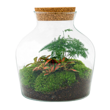 Little Joe Terrarium