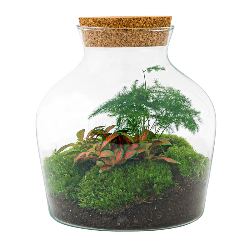 Little Joe Terrarium