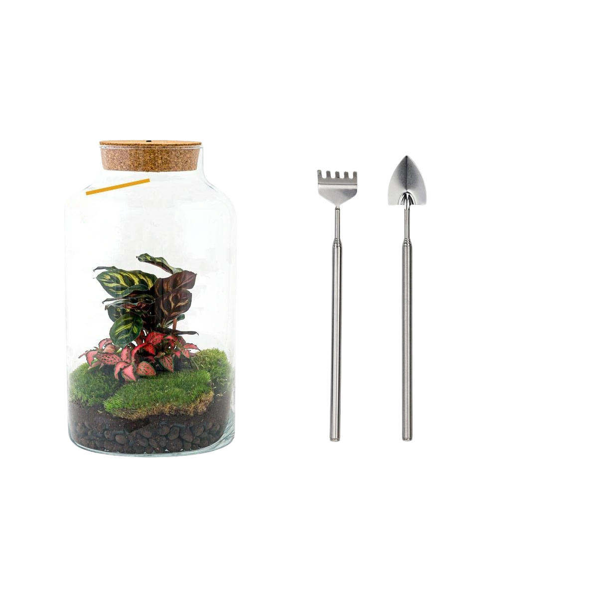 Milky Calathea met LED - Terrarium
