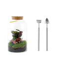 Milky Calathea met LED - Terrarium