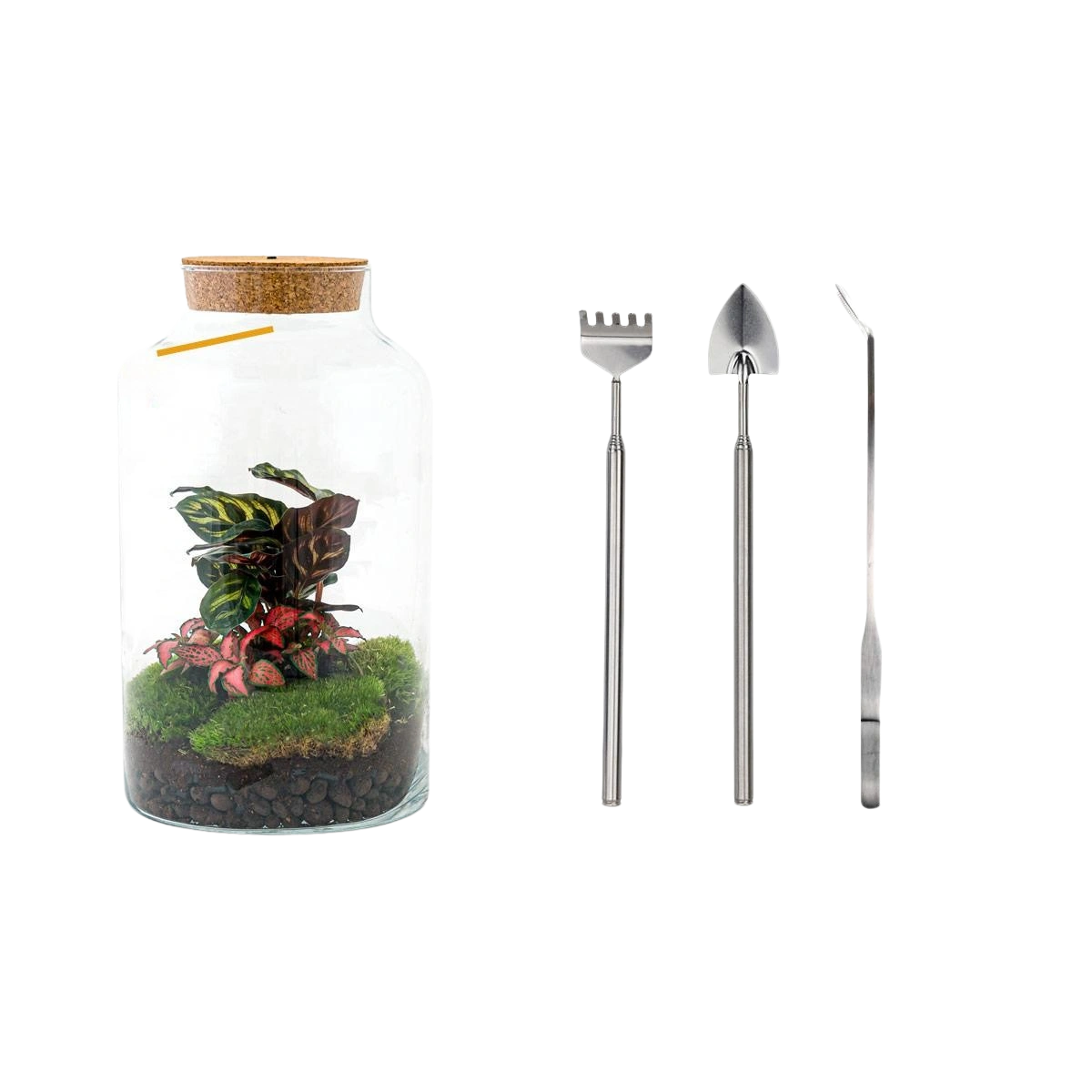 Milky Calathea met LED - Terrarium