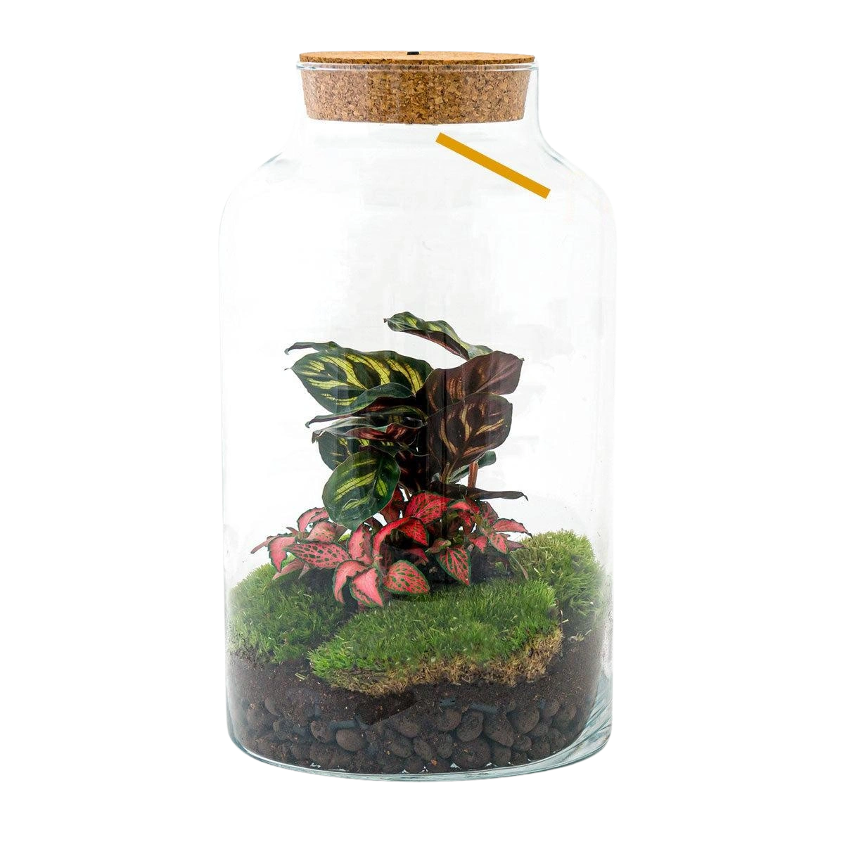 Milky Calathea met LED - Terrarium