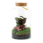 Milky Calathea met LED - Terrarium