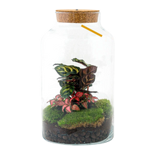 Milky Calathea met LED - Terrarium