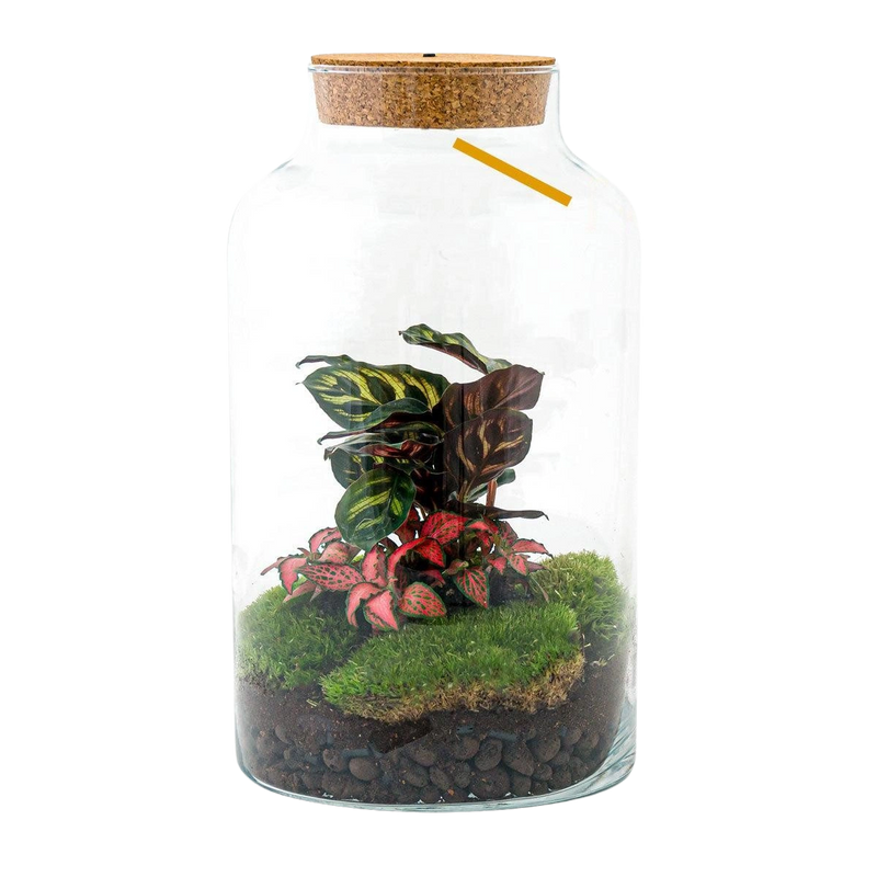 Milky Calathea met LED - Terrarium