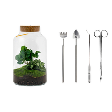 Milky Coffea met LED - Terrarium