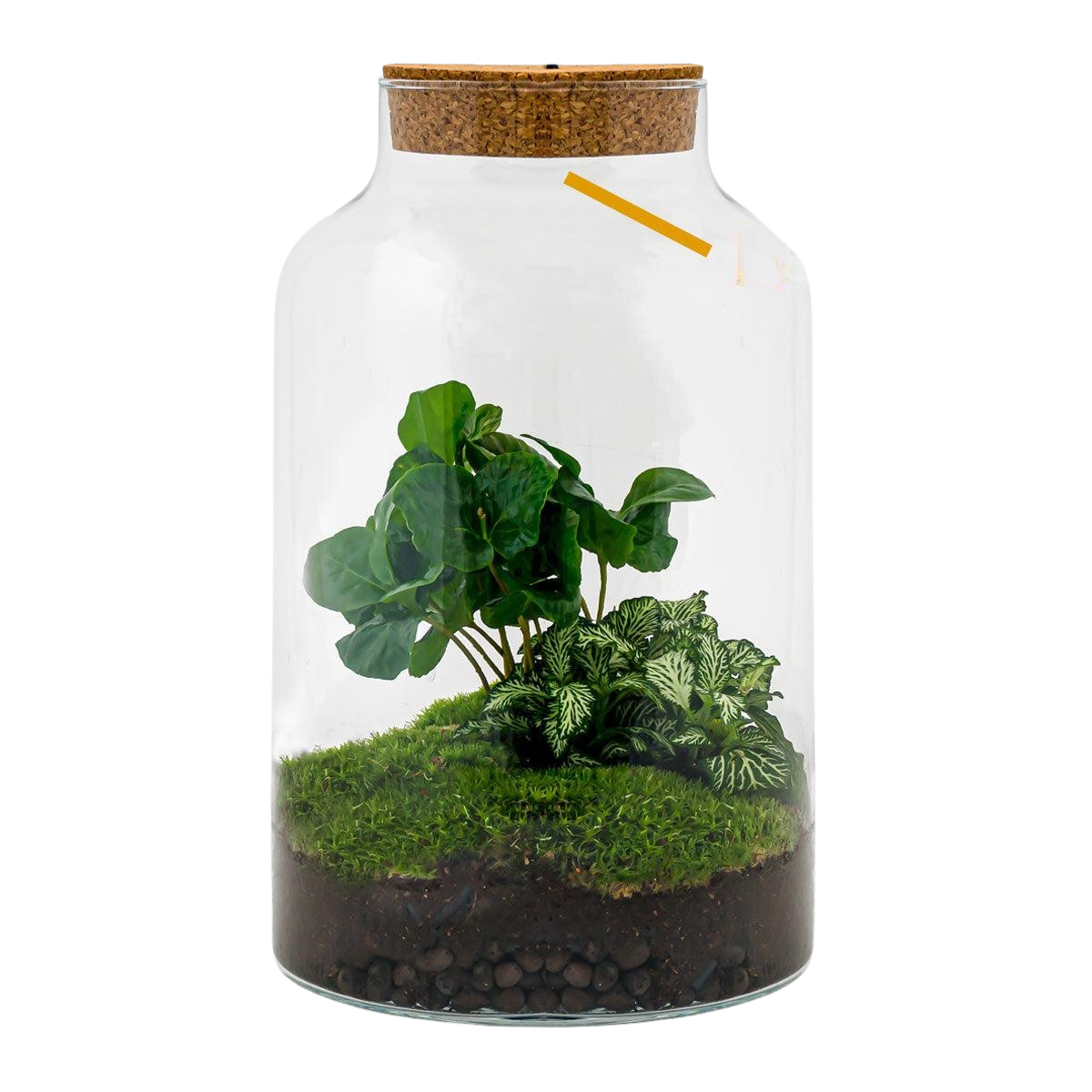 Milky Coffea met LED - Terrarium