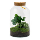 Milky Coffea met LED - Terrarium