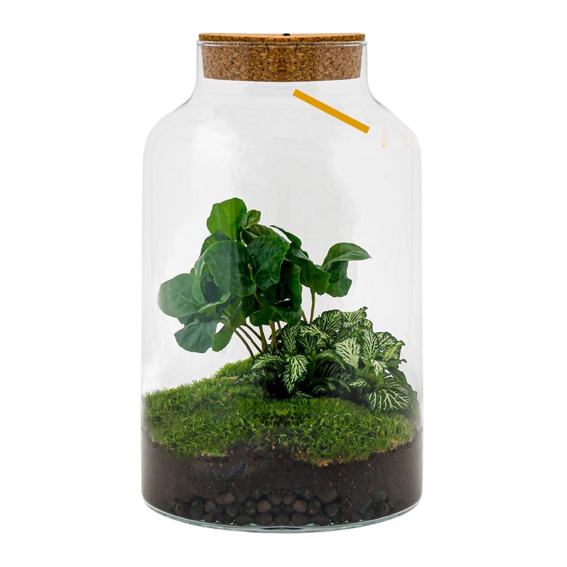 Milky Coffea met LED - Terrarium