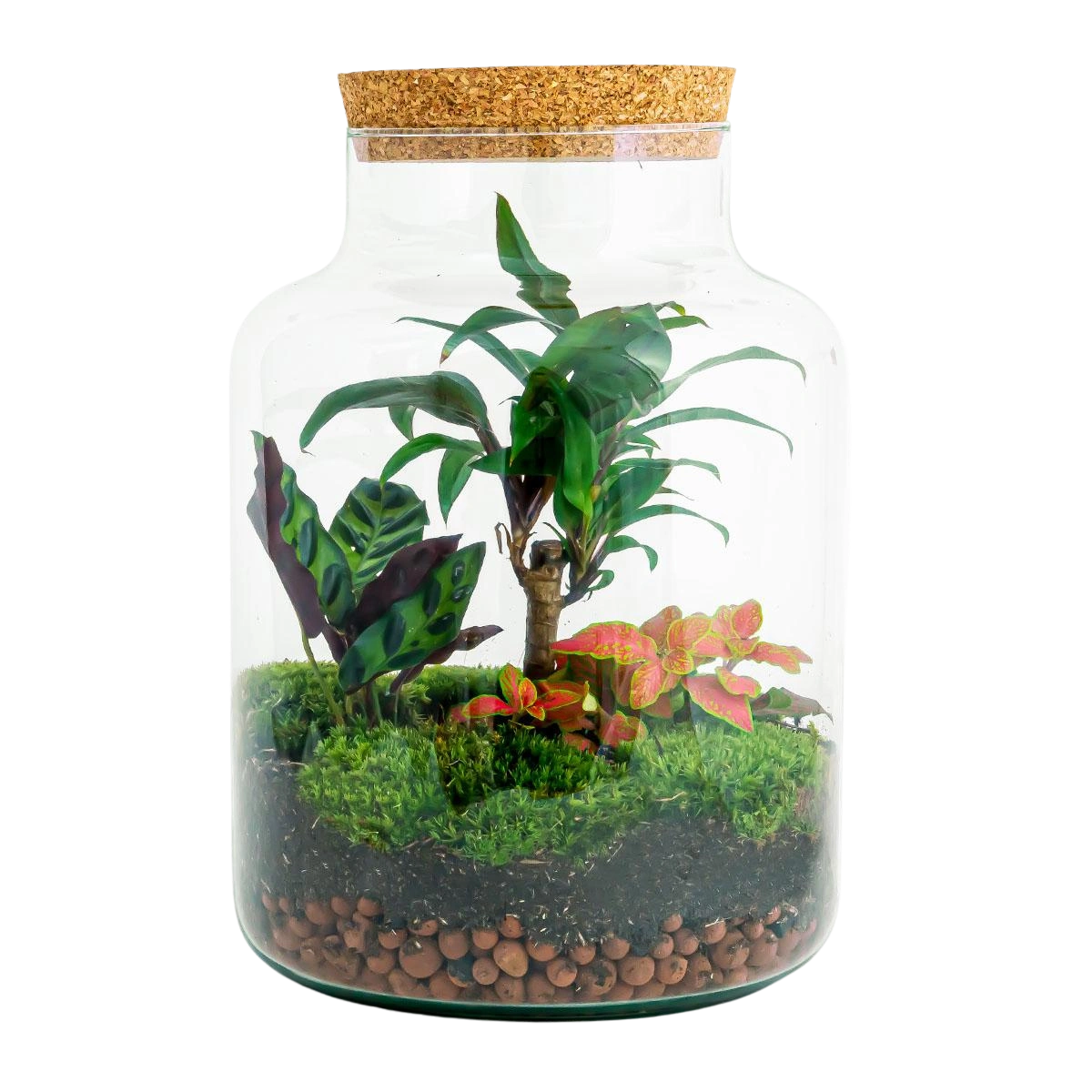 Milky Palm Terrarium