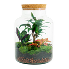 Milky Palm Terrarium