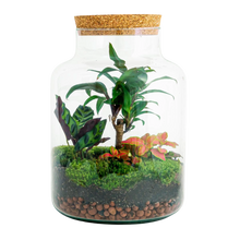 Milky Palm Terrarium