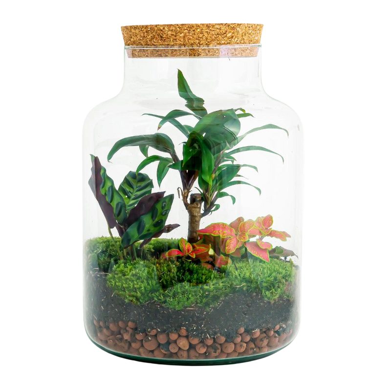 Milky Palm Terrarium